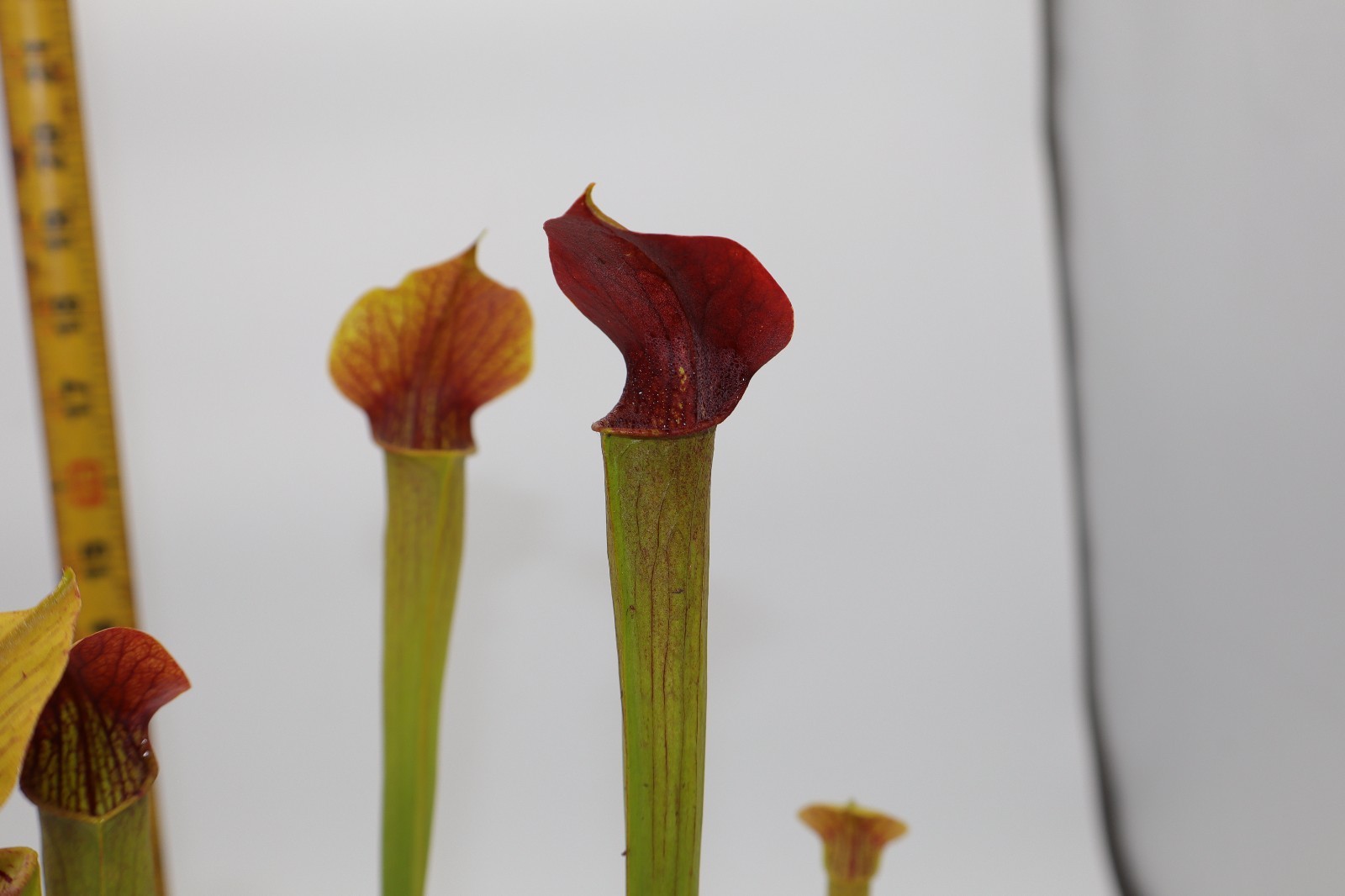 Sarracenia - Alata "Maroon Throat" gallery