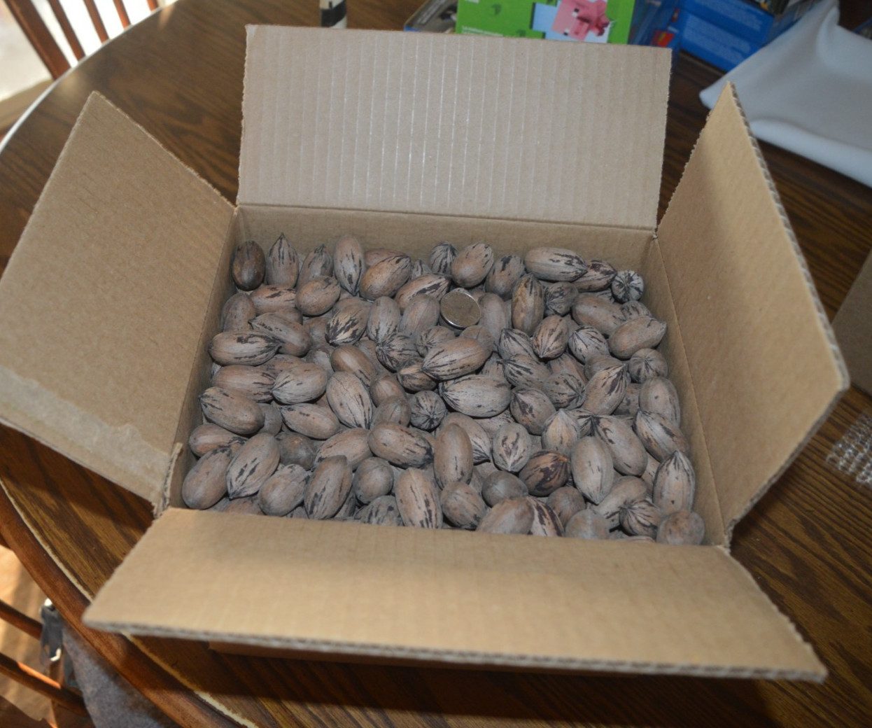 2025 CROP TEXAS LARGE NATIVE PECANS FOR SQUIRRELS - 9 1/2 POUNDS !! gallery