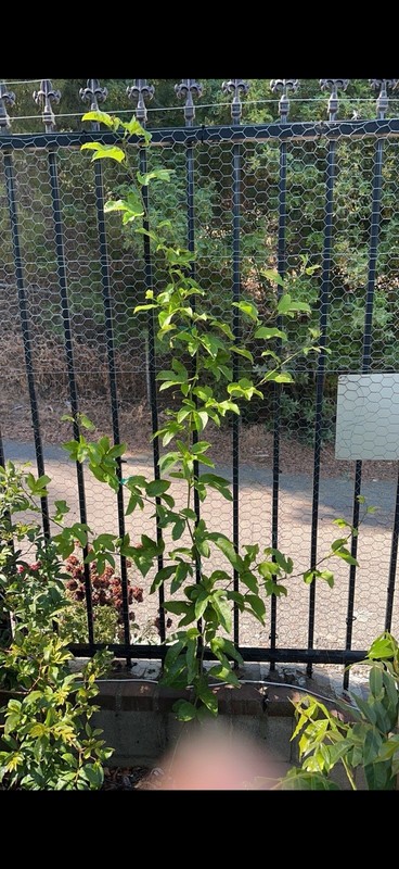 Qinmi No. 9" 钦蜜9号 黄金百香果 passion fruit Vine Cutting 10 To 15 Inch gallery