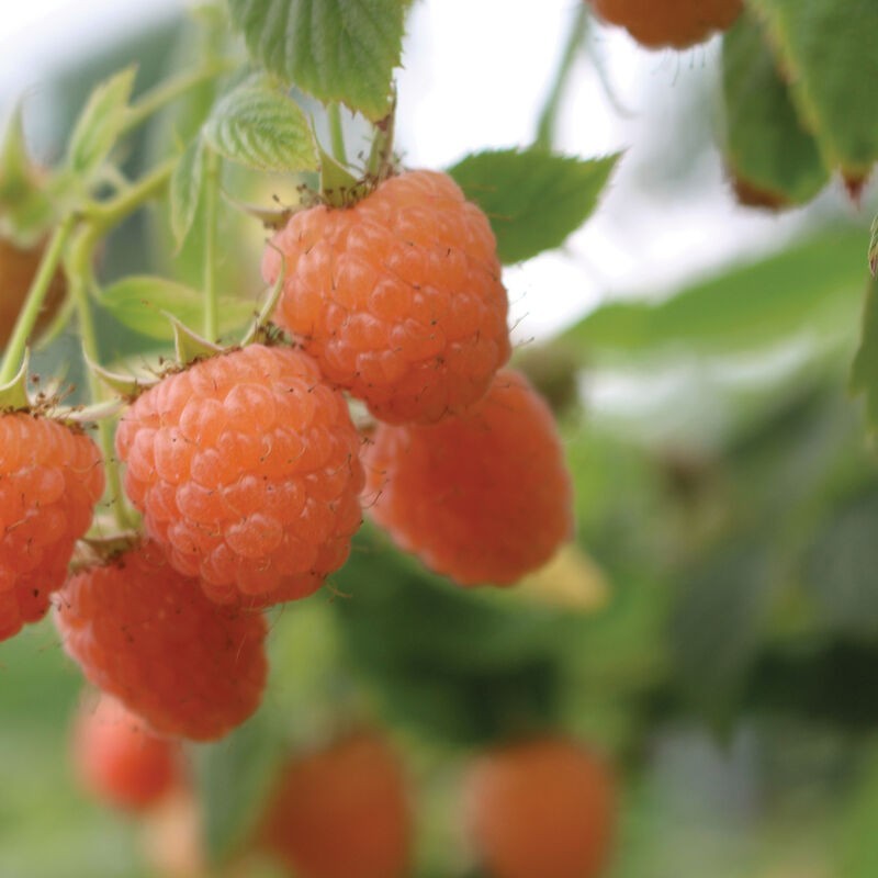 5 Raspberry Plants "Double Gold" Everbearing (5 Dormant Bare Root Canes)Zone 5-8 gallery