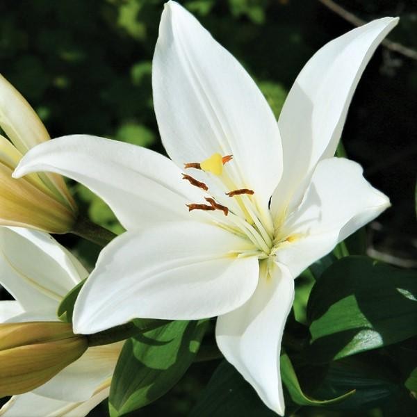 Lilium Asiatic Lily Bright Diamond 3 Flower Bulbs - Summer White Blooms gallery