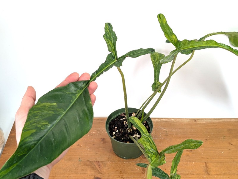 Philodendron Joepii Variegated Aurea - Exact Plant #13A gallery