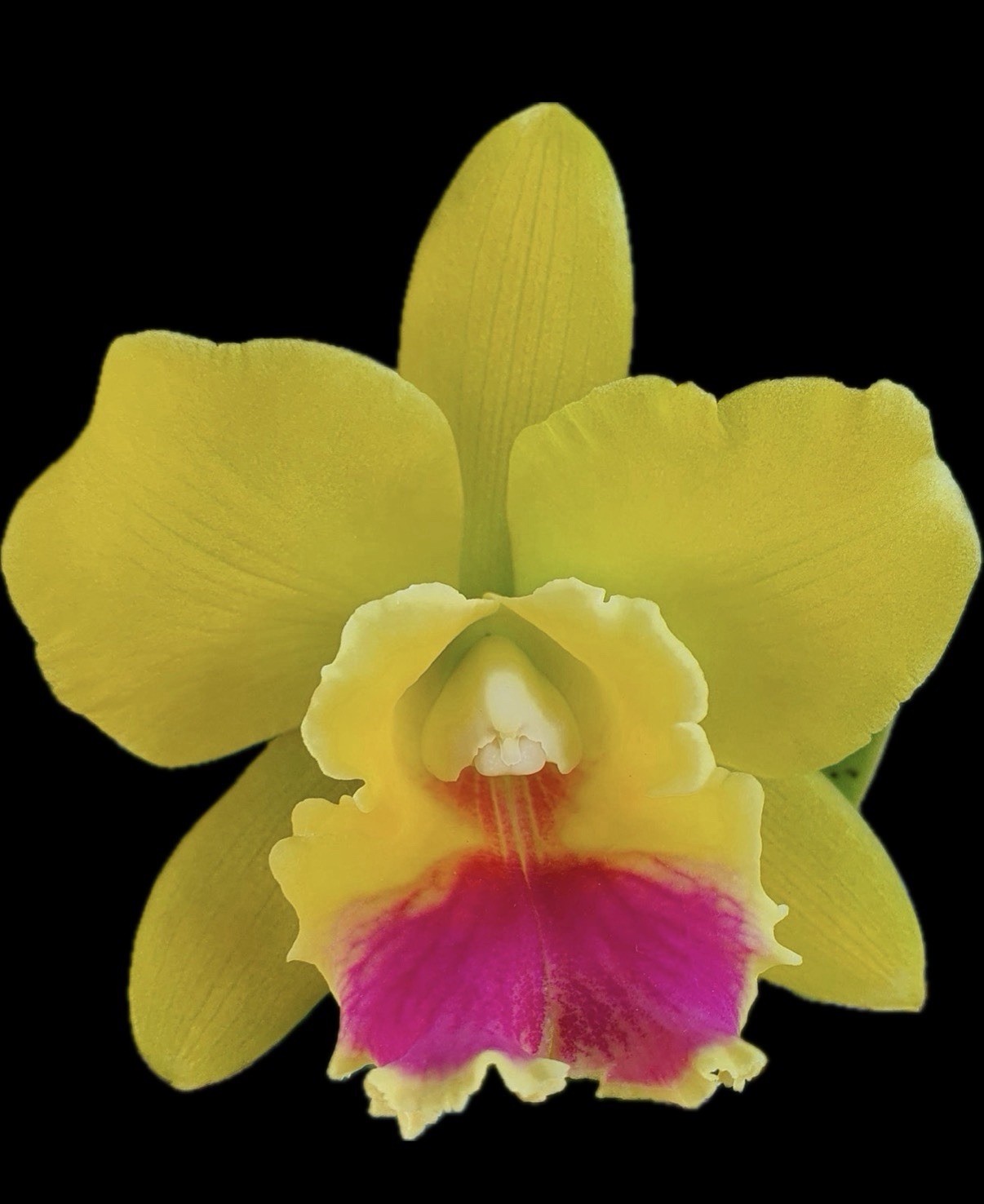 Rhyncattleanthe (Rth.) Lemon Drop 'NN' Cattleya Orchid plant BS 4.5” gallery