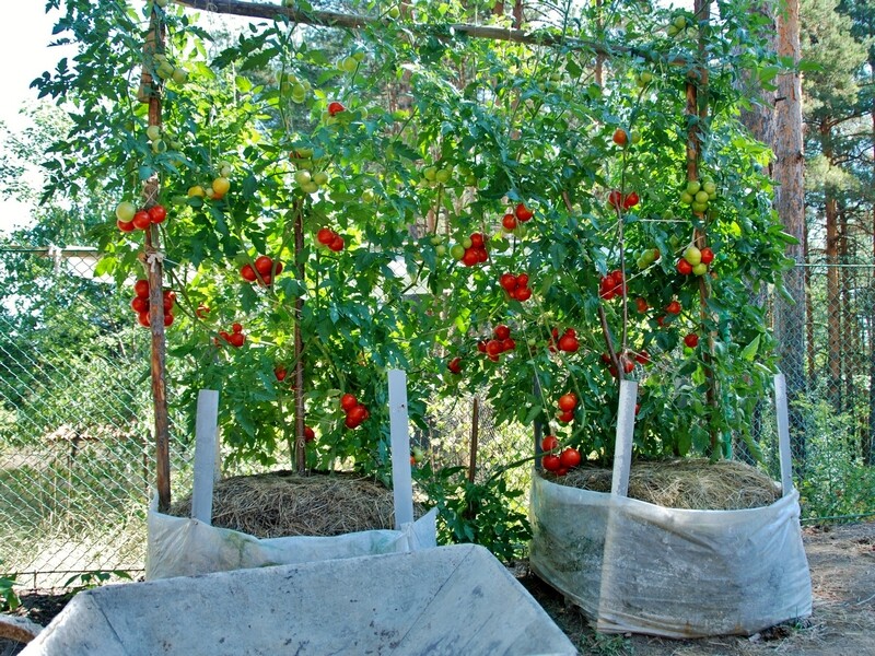 Seeds Tomato Tree Vegatable High Yield 30 kg Bush NON-GMO Organic Heirloom gallery