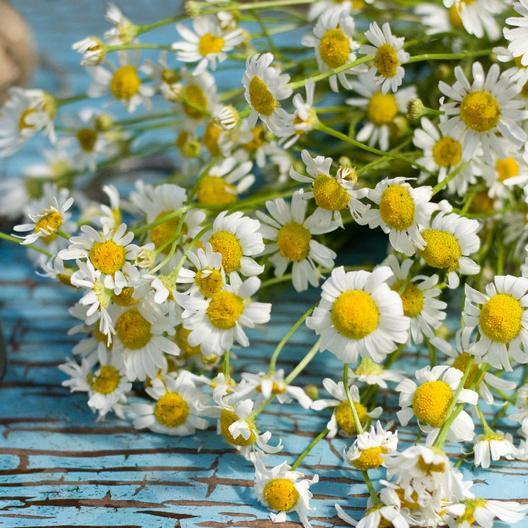 Herb ROMAN CHAMOMILE Medicinal Heirloom Fragrant Perennial Non-GMO 500 Seeds! gallery