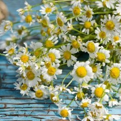 Herb ROMAN CHAMOMILE Medicinal Heirloom Fragrant Perennial Non-GMO 500 Seeds!