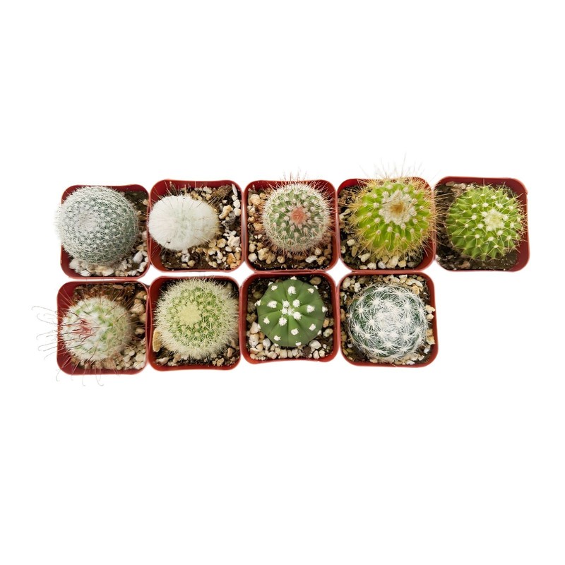 Live Cactus Real Succulent Cacti Indoor Outdoor Plants (Collection of 9) gallery