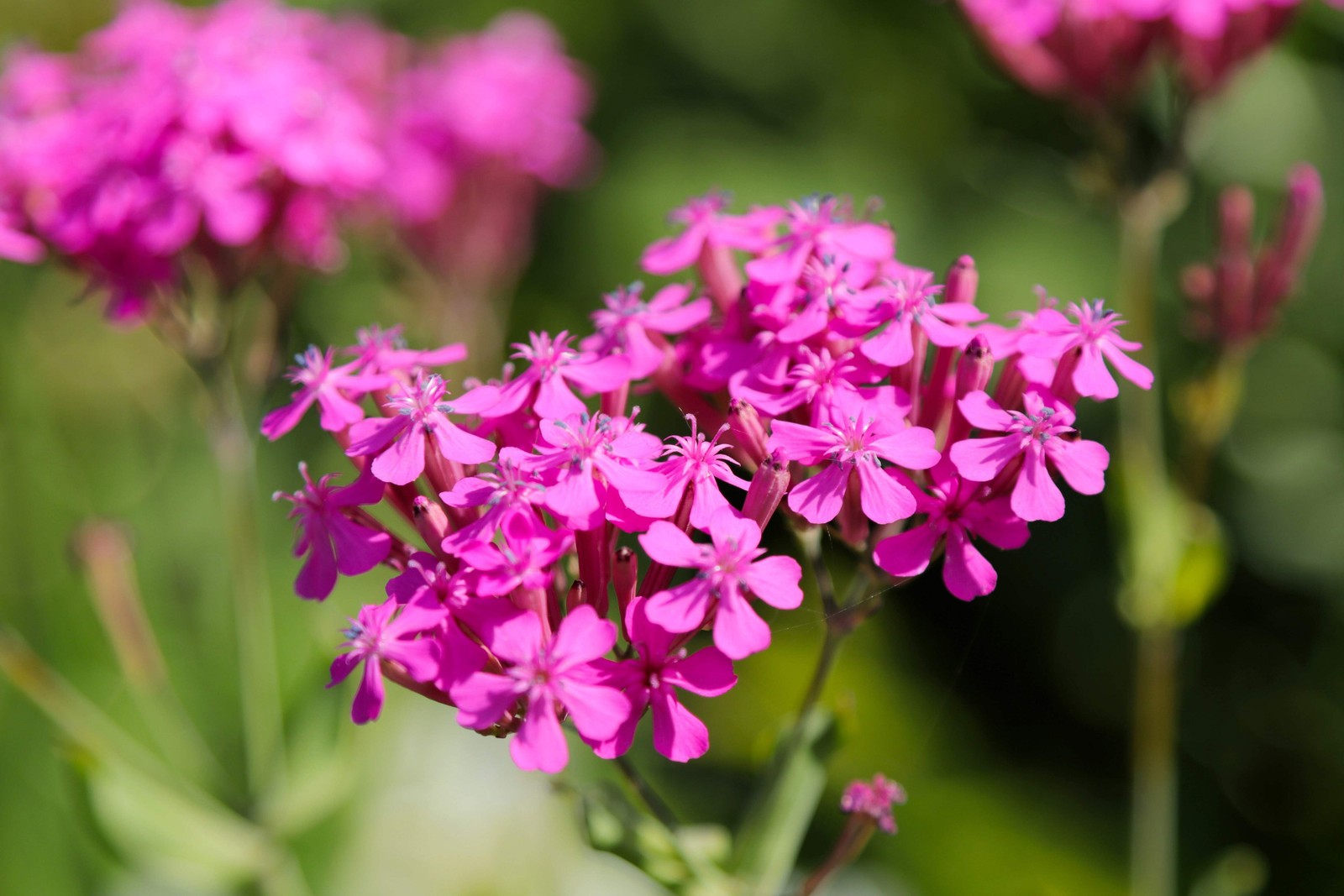 1000 TALL CATCHFLY (Campion / None So Pretty) Silene Armeria Pink Flower Seeds gallery