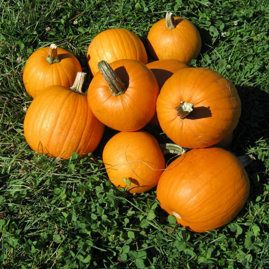 New England Pie Pumpkin Seeds | Small Sugar Pie Pumpkin | Free Shipping | 1077 gallery