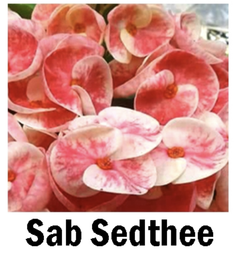 ***SAB SEDTHEE***Crown Of Thorns-Euphorbia Milii*CHRIST PLANT**STARTER PLANT gallery