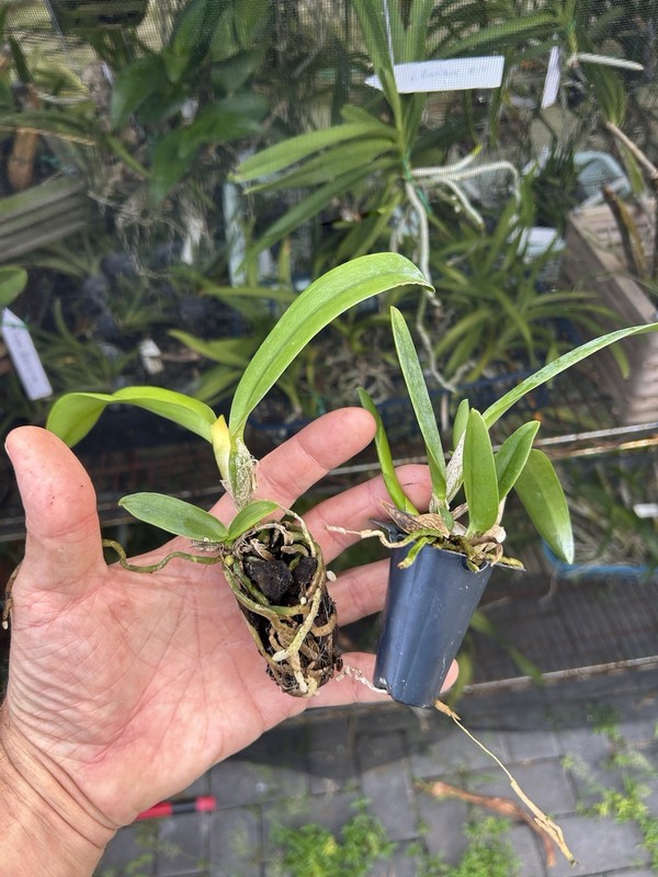 2 Different cattelaya Seedling Package, Orchids See photos For Names Vanda gallery