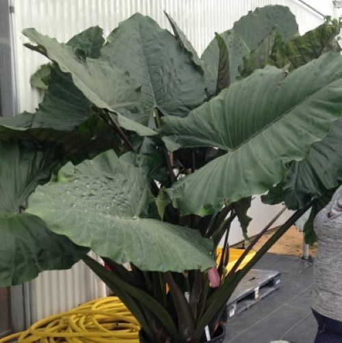 **SUMO**Alocasia Elephant Ear **Rooted Starter Plants**USA SELLER** gallery