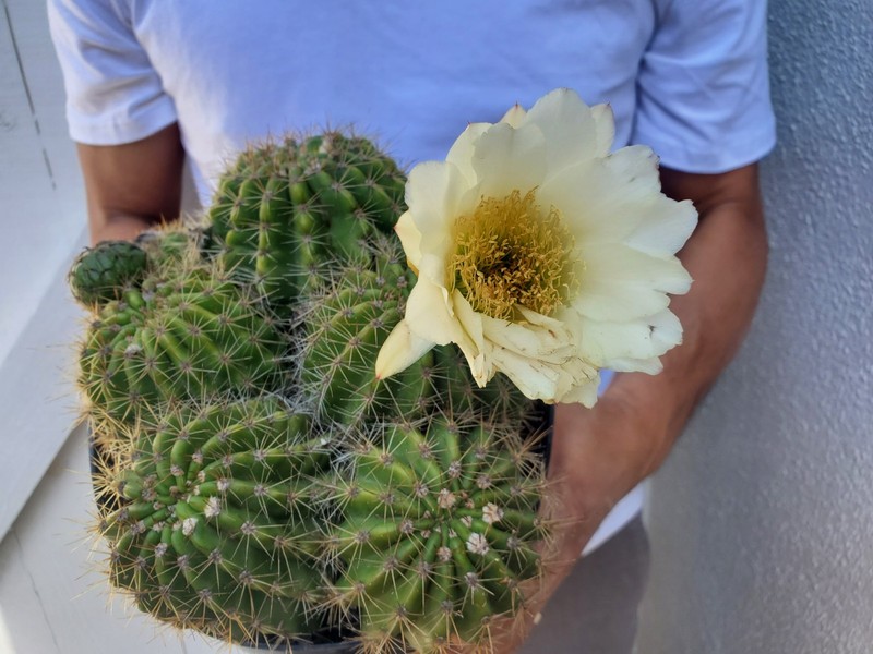 Torch Cactus gallery