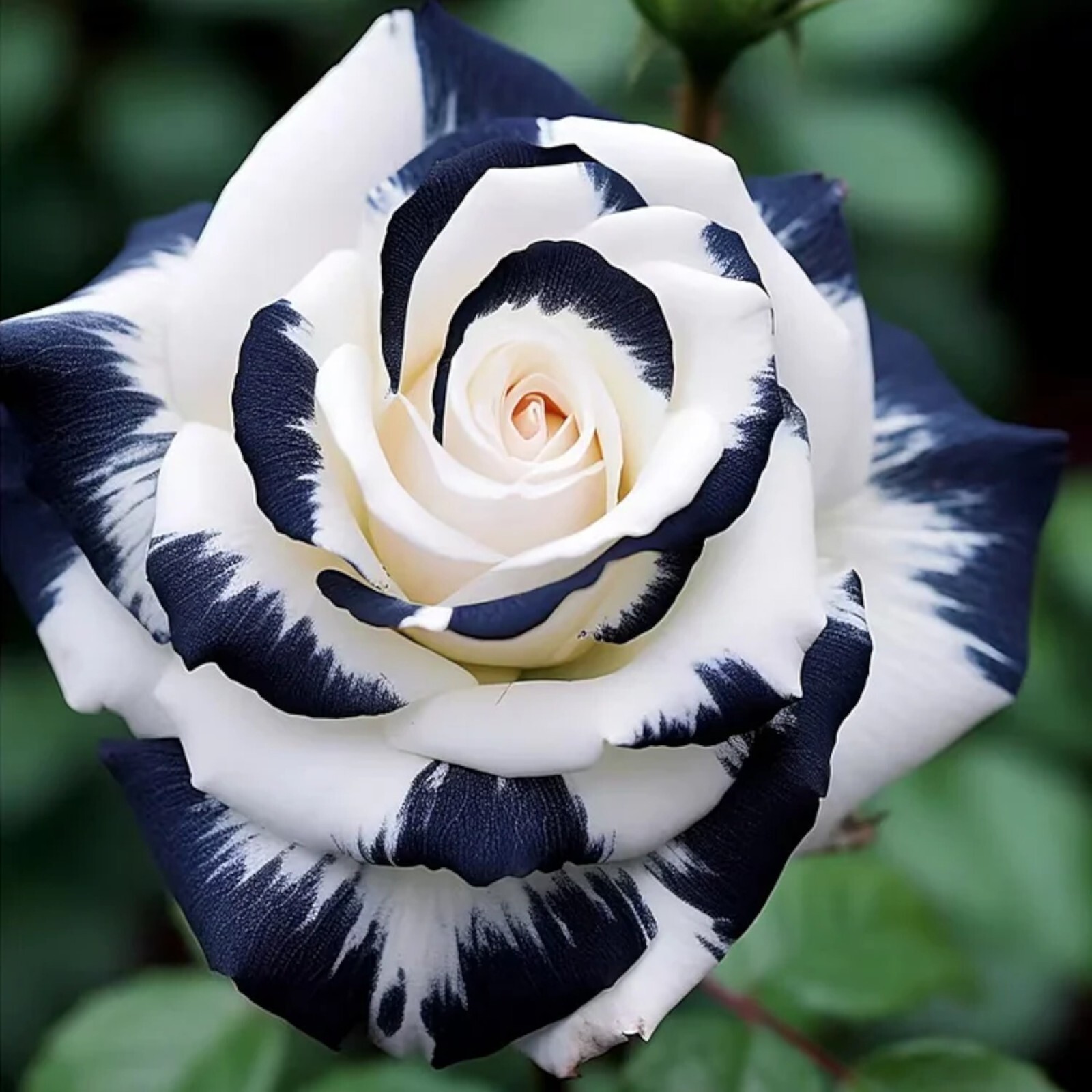 20pcs Rare Black & White Rose Seeds Non GMO Heirloom Garden gallery