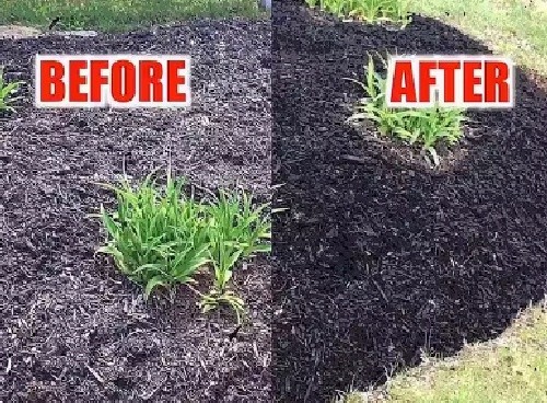 Mulch Brite Mulch Colorant Dye BLACK Covers Up To 150 Sq Ft gallery