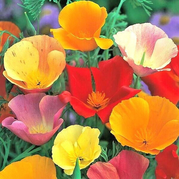 501+CALIFORNIA POPPY MIX Native Wildflower Seeds Flower Garden Patio Container gallery
