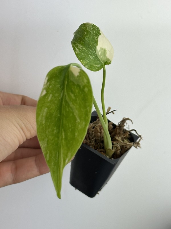 Monstera Thai constellation Variegated gallery
