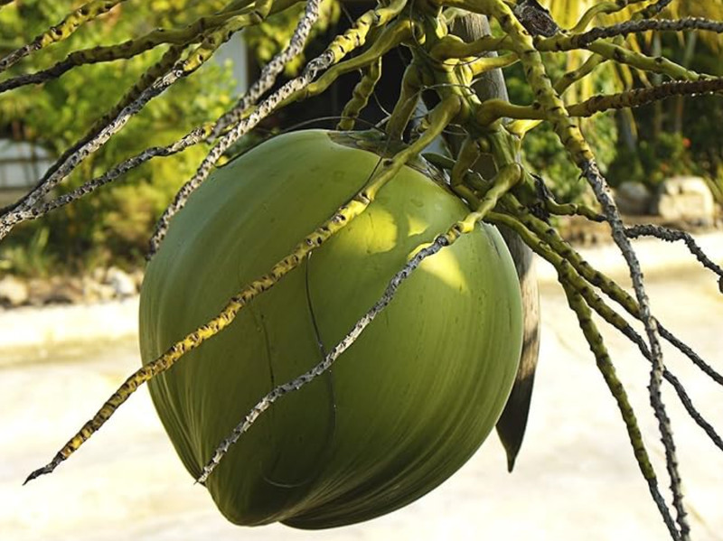 🥥 Rare Dwarf Green Malayan Coconut Tree – 1 Live Plant 2–3' Tall in 1-Gal Pot gallery