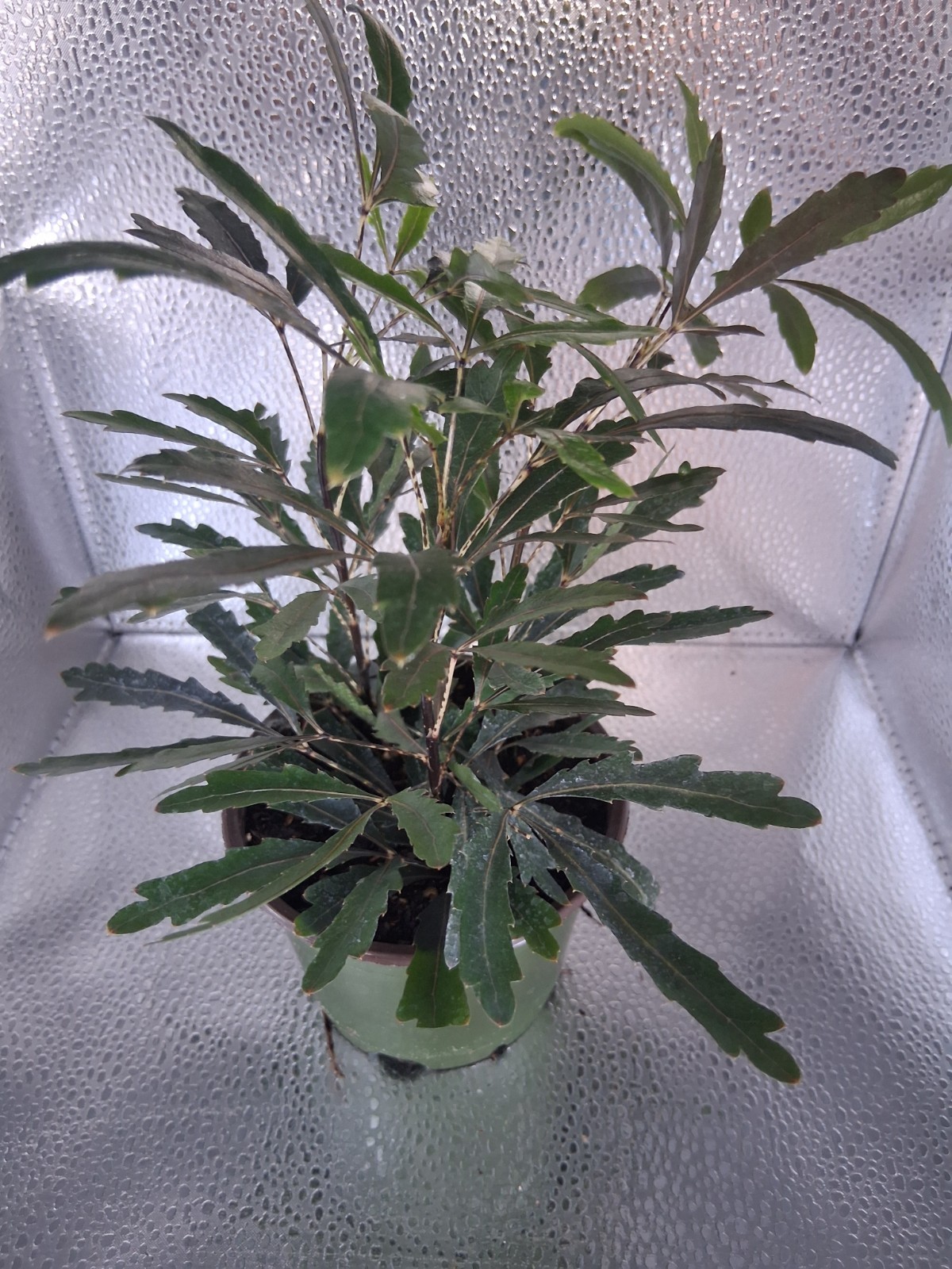 False Aralia 4 Inch (Plerandra Elegantissima) gallery