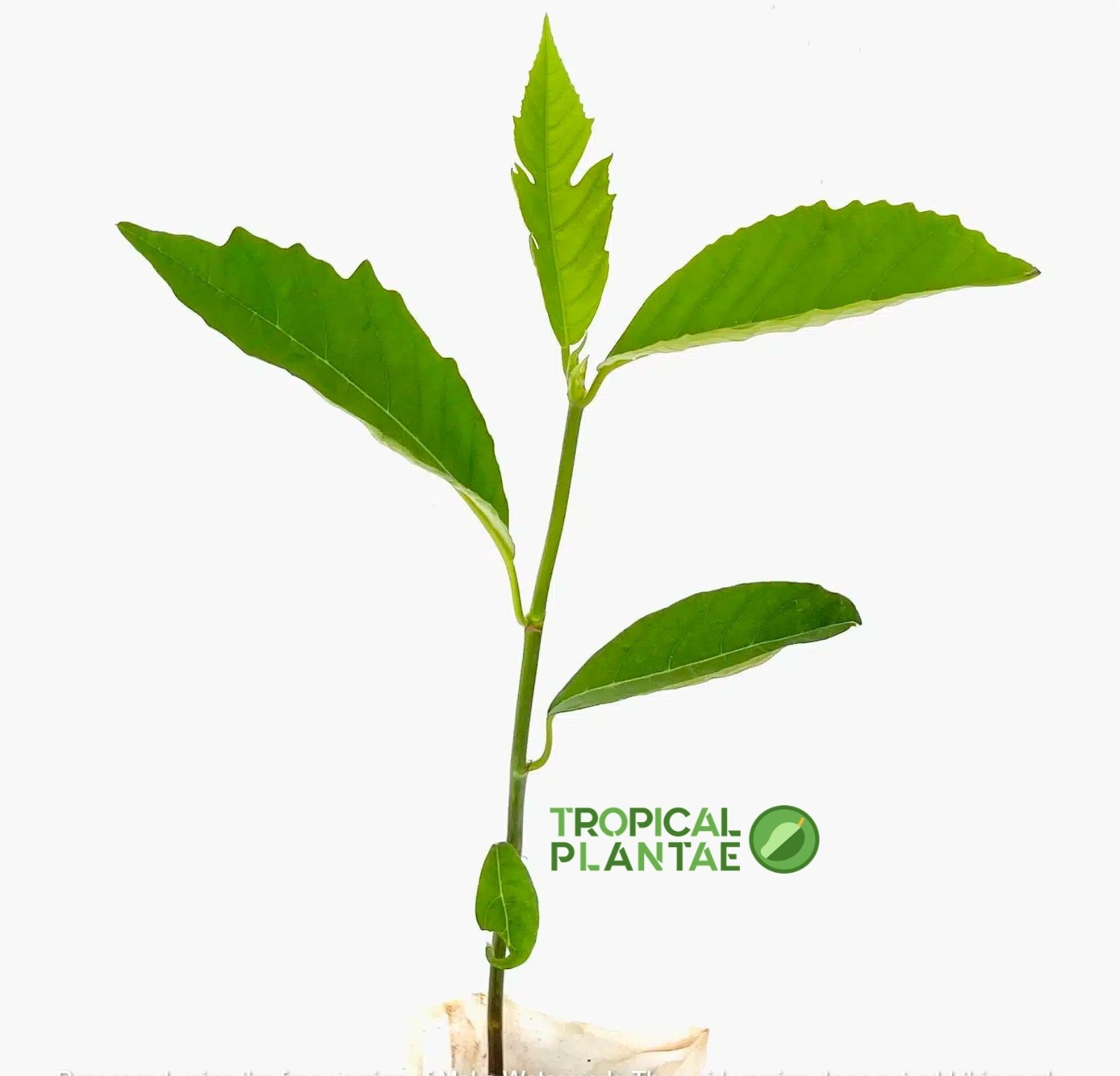 Breadfruit Tree (Artocarpus camansi) – Live Tropical Fruit Tree – USDA Certified gallery