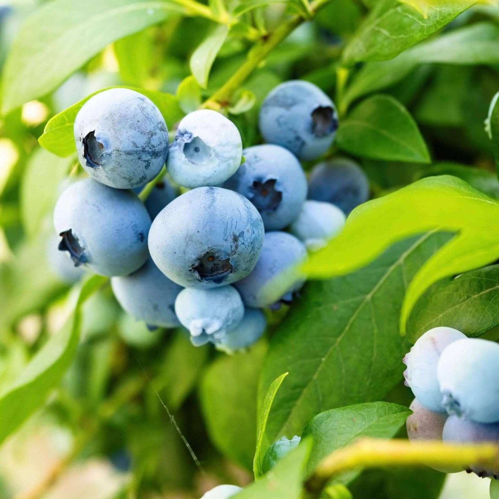 10 Sunshine Blue Blueberry - Vaccinium corymbosum - Starter Plug gallery