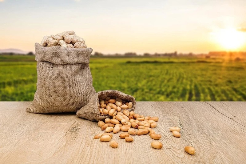 Raw Peanuts, Raw Peanuts in Shell, Great for Boiling, Squirrels Feed, Birds Feed gallery