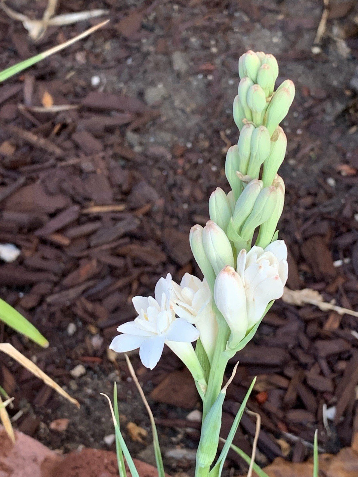 2 Tuberose Fragrance Double Pearl 2 Clump,Bulbs 5+Sz M/L sprouted Ready To Plant gallery