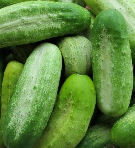 BOSTON PICKLING CUCUMBER SEEDS 50+ SUMMER Vegetable GARDEN NON-GMO FREE SHIPPING gallery
