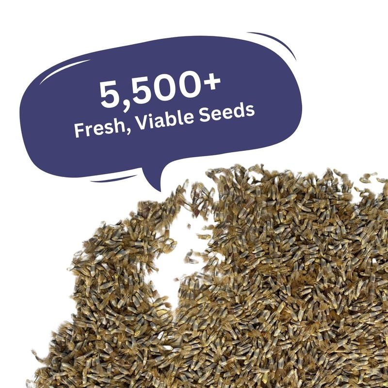 Seeds Bachelor Button – Blue Cornflower – 5,500+ – gallery
