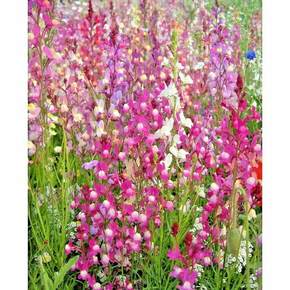 2001+SNAPDRAGON Northern Lights Mix Seeds Container Spring Fall Flower Garden gallery