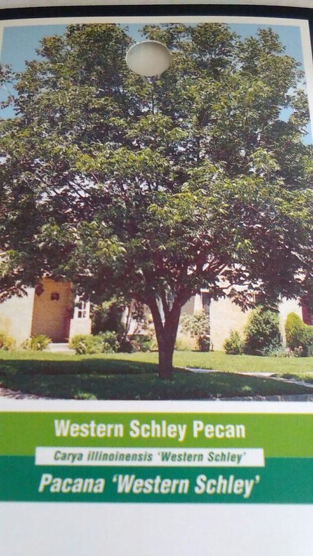 WESTERN SCHLEY PECAN TREE Shade Trees Live Healthy Plant Large Pecans Nuts Wood gallery