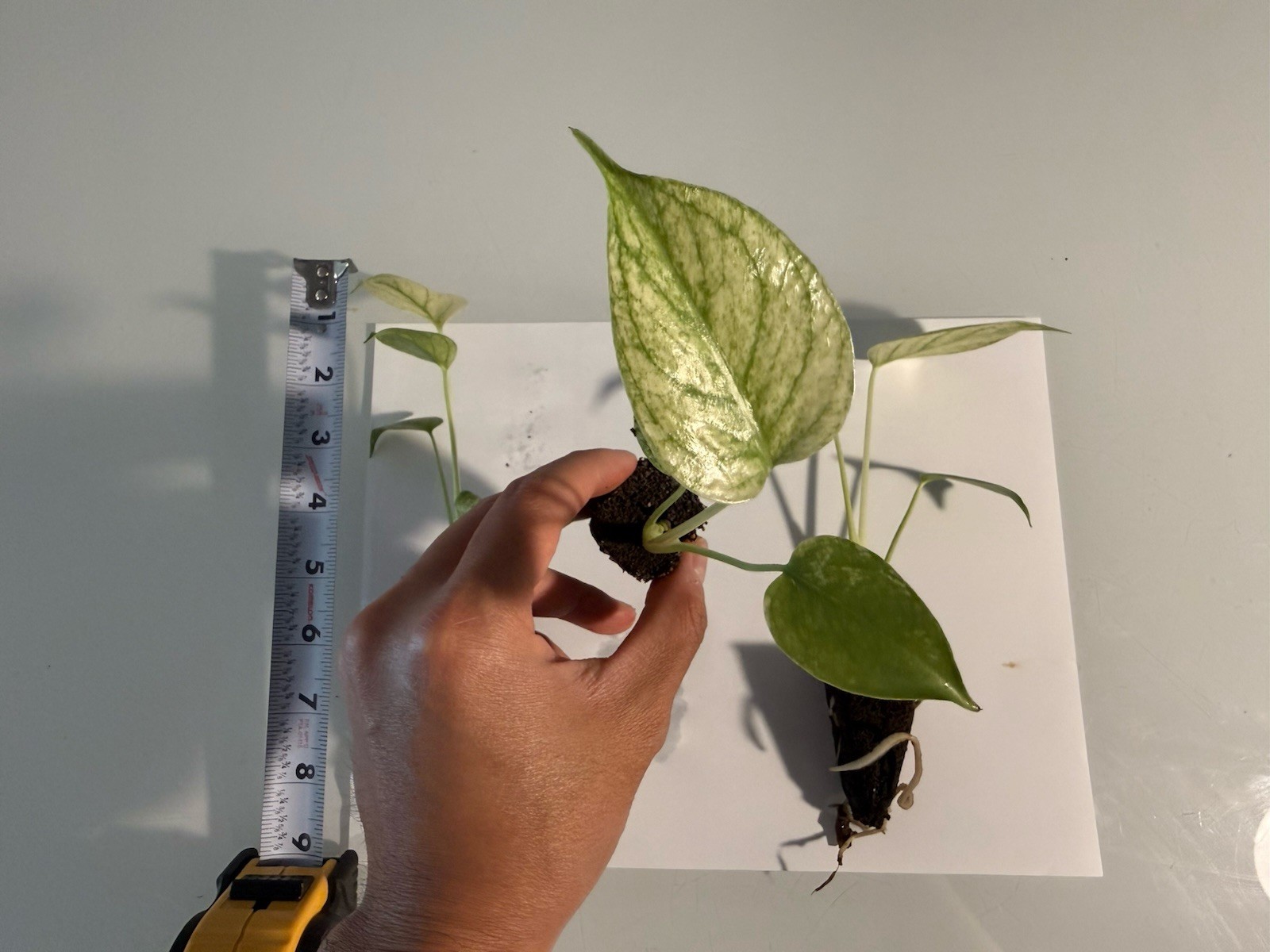 Rooted Variegated Monstera Mint (1 Plant) gallery