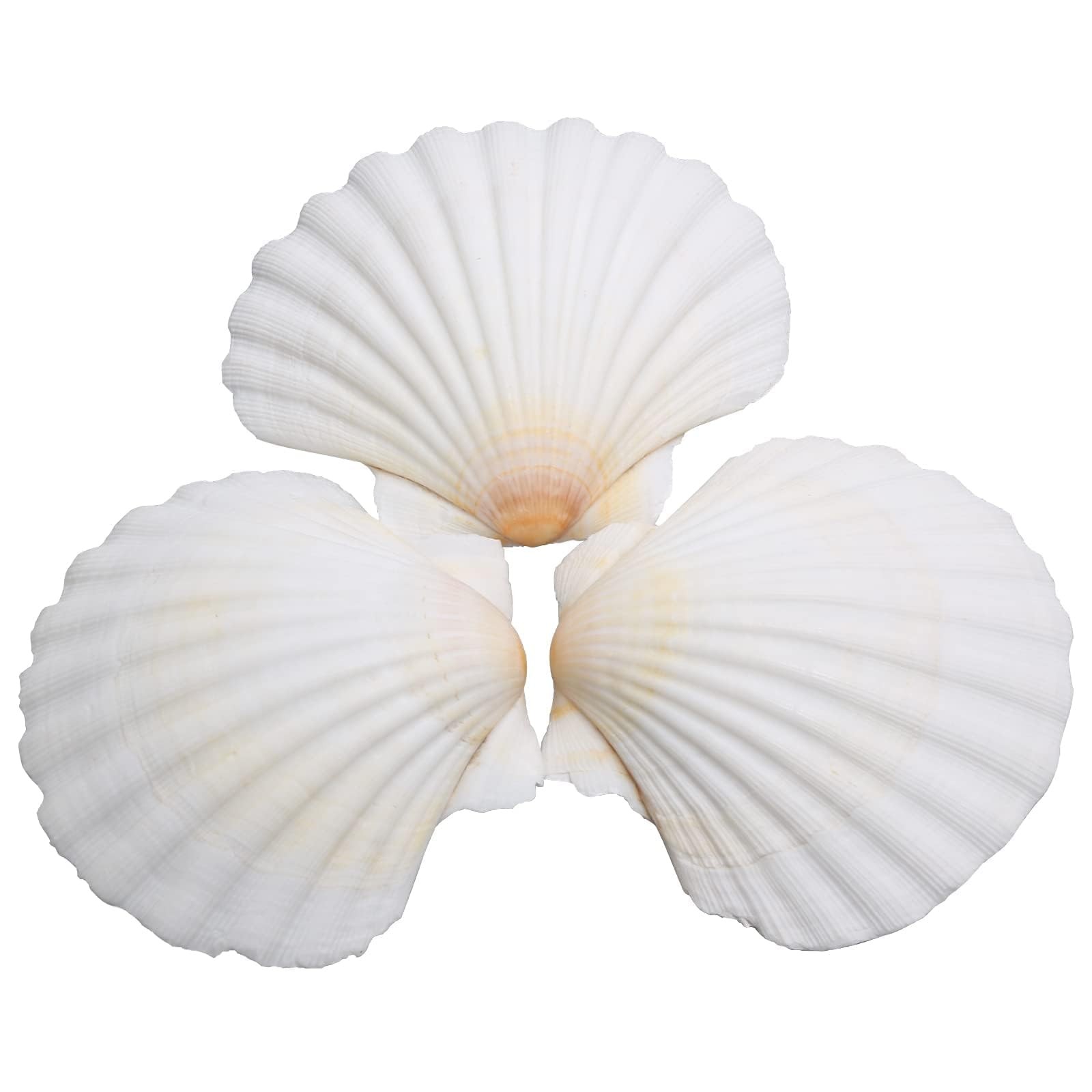 Lucky Baby 25pcs Scallop Shells for Crafts, 2-3 Inches White Medium, gallery