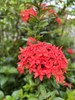 Red Ixora Coccinea, Jungle Geranium - 5 seeds 2024 - USA gallery