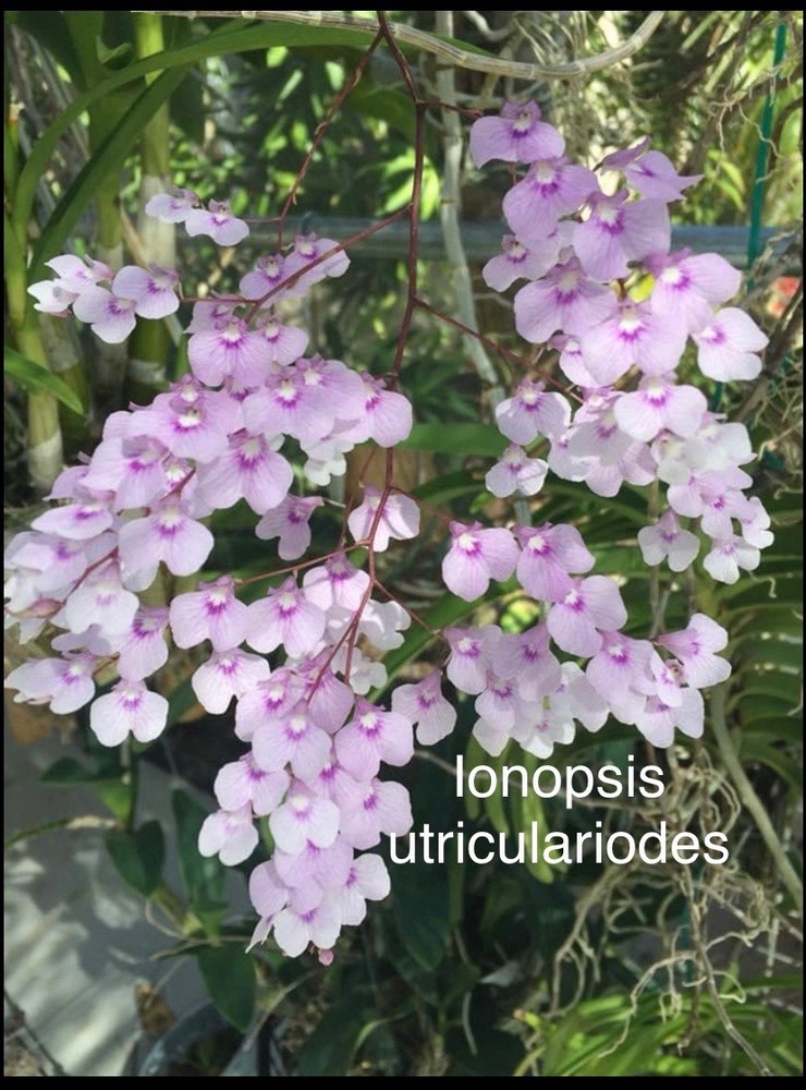 Ionopsis Utriculariodes Mini Orchid Compact Pink Species BS
