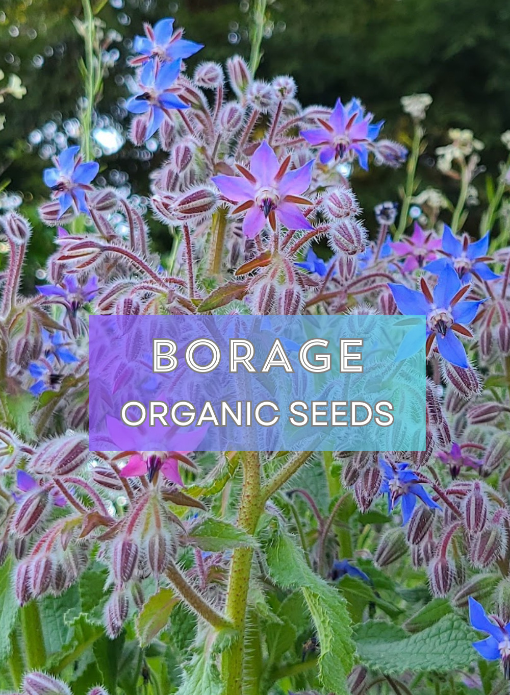 Organic Heirloom *BORAGE* Herb Seeds 💙 Edible Flowers! Attract Pollinators! 🐝 gallery