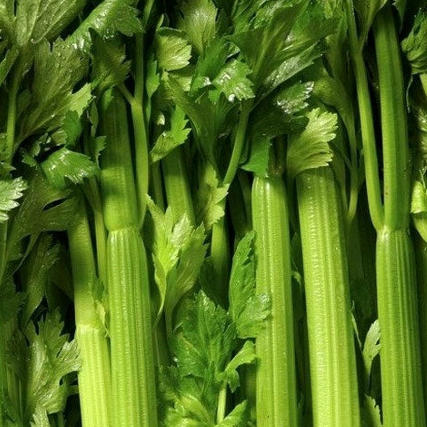 TENDERCRISP CELERY SEEDS 1000+ vegetable GARDEN soups STEWS snacks FREE SHIPPING gallery
