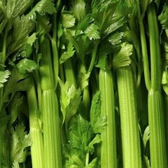 TENDERCRISP CELERY SEEDS 1000+ vegetable GARDEN soups STEWS snacks FREE SHIPPING