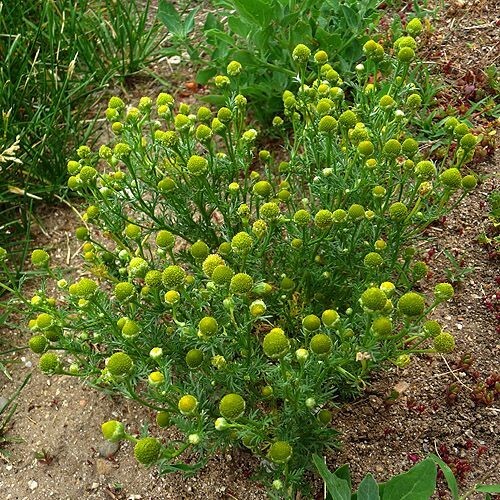 Pineapple weed - 100 seeds, organically grown in MN, non GMO.