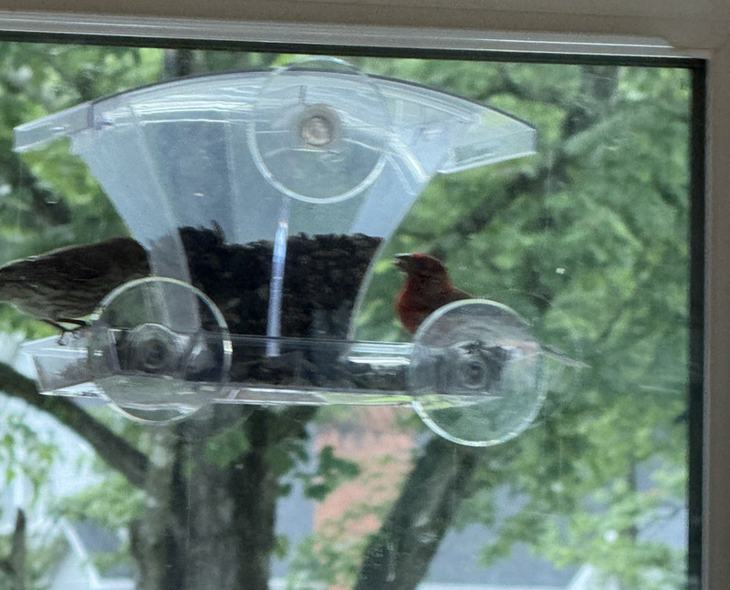 Window Bird Feeder Outside w/Waterproof Seed Storage Strong Suction 2lb Capacity gallery