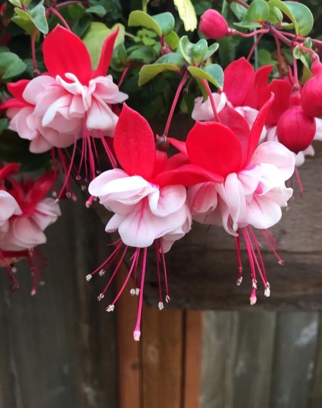 Swingtime Fuchsia Starter Live Plant - 6-10" Tall - 5" Pot - Zones 9-11 gallery