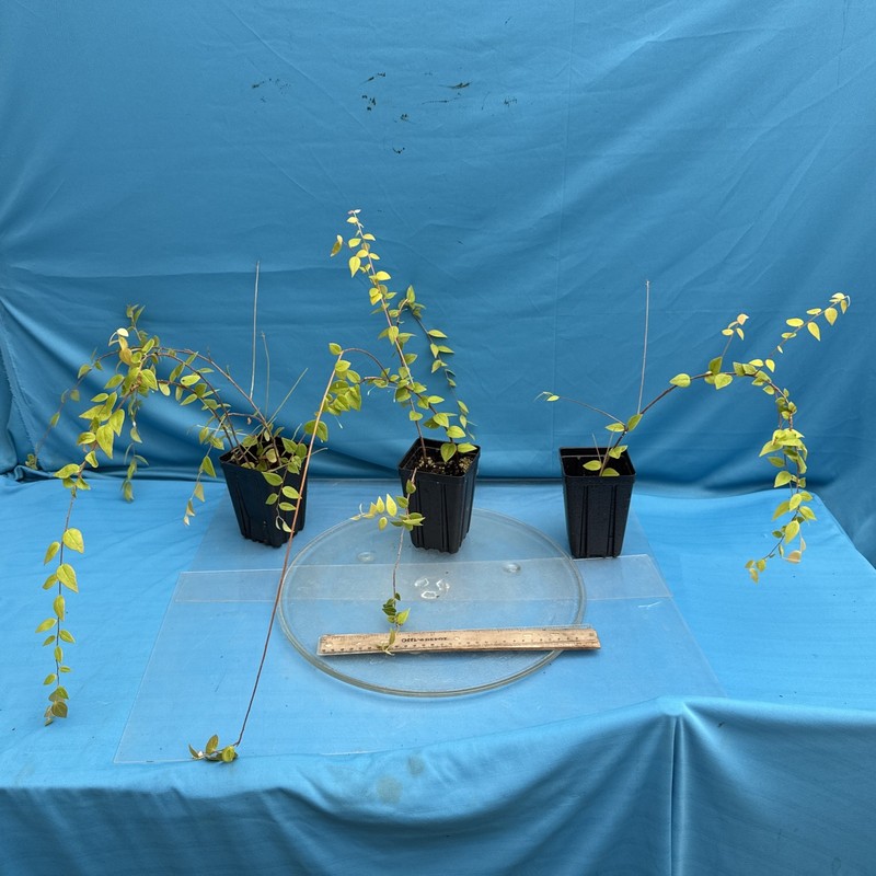 Sphyrospermum ellipticum Newly Established Large Neotropical Ericaceae 4.5” Pot gallery