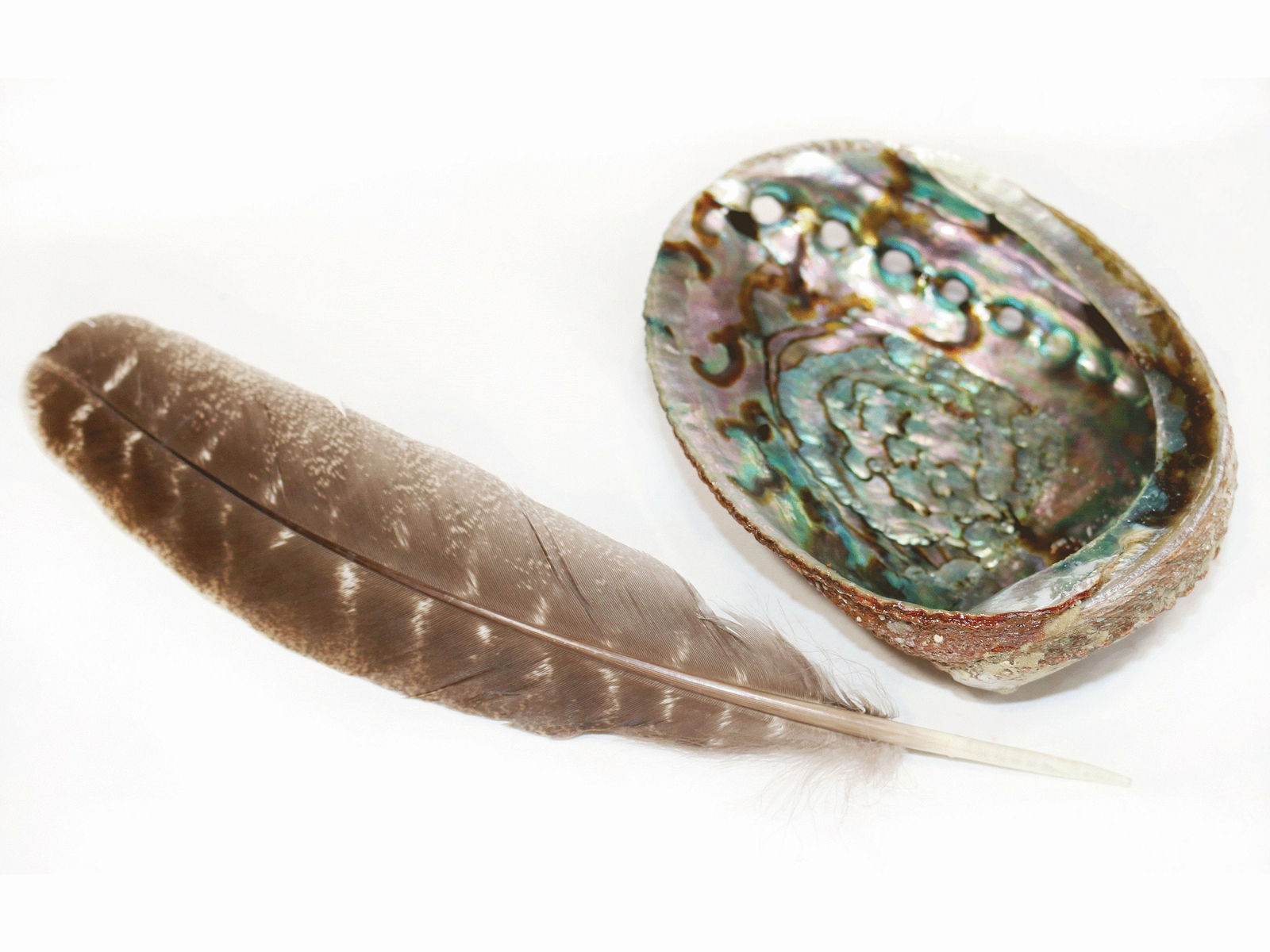 Large Shell & Feather for Smudging | Sustainably Sourced 7" Abalone Shell and 10 gallery