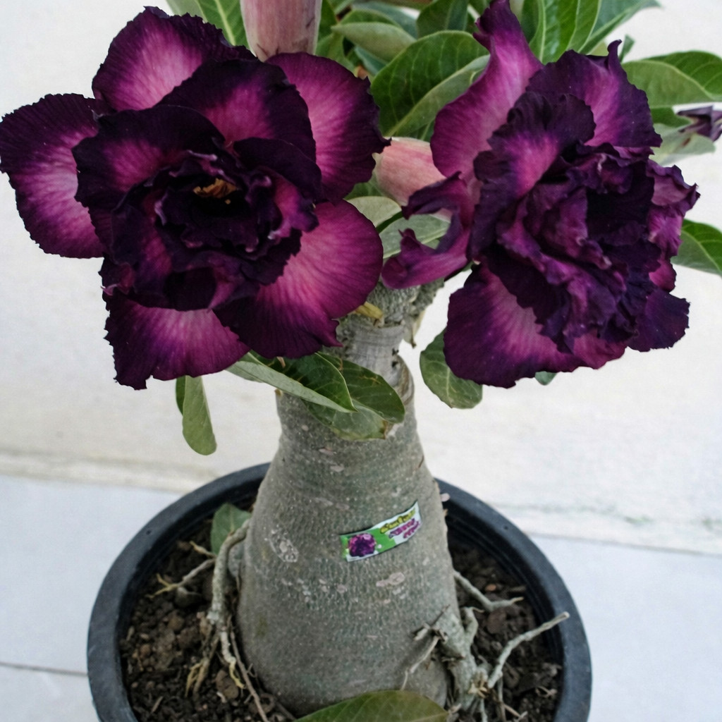 15+ "Twilight Bloom" Adenium obesum – Double White & Purple Desert Rose Seeds gallery