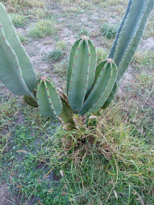 PERUVIAN APPLE CACTUS (Cereus peruvianus ) CUTTING 14 -17 "tall gallery