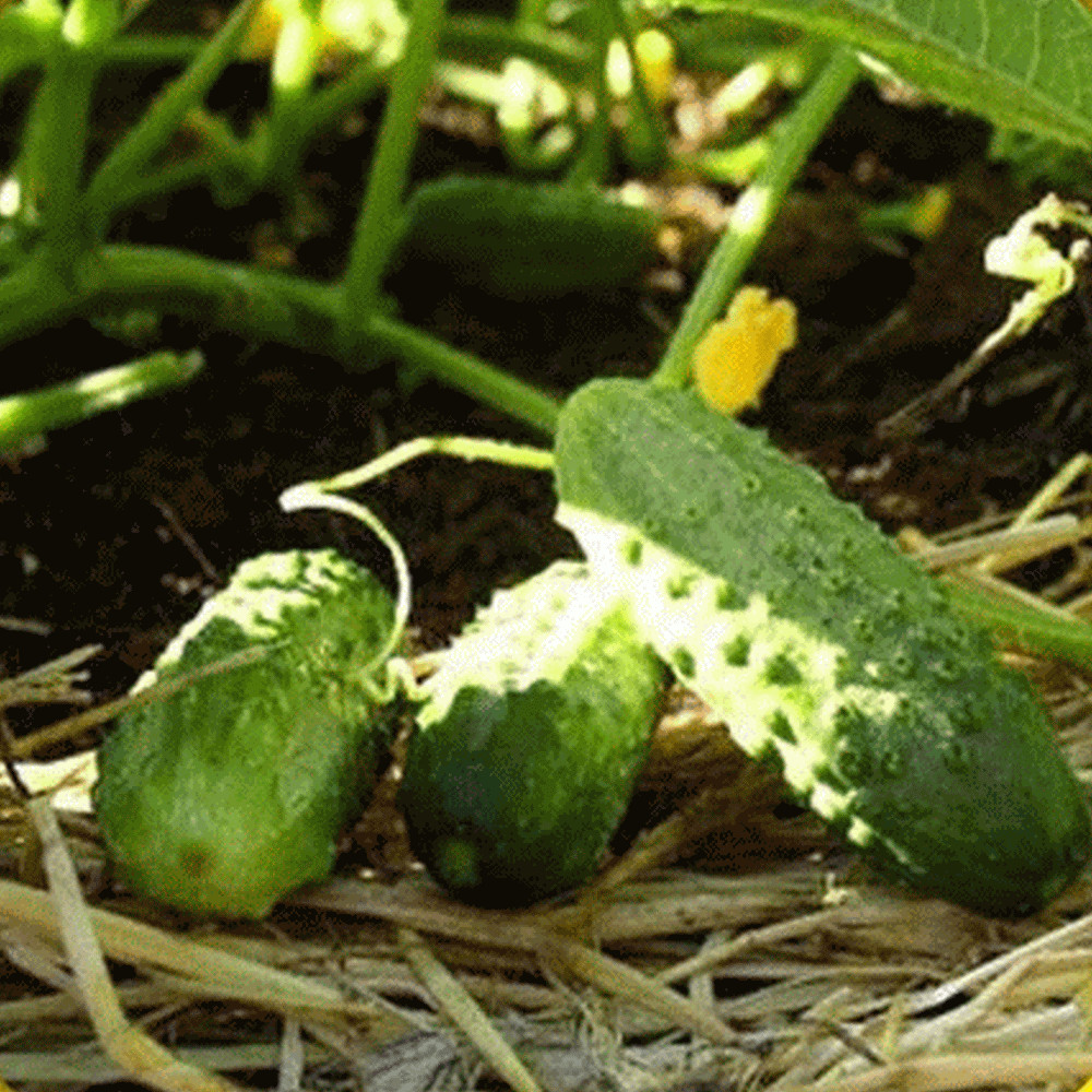 Boston Pickling Cucumber Seeds, Green Prolific, Gherkin, NON-GMO, FREE SHIPPING gallery
