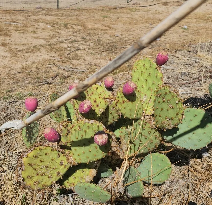Desert Prickly pear ( Opuntia Phaeacantha), 2 Pads 4-7" [cold hardy -20F] gallery