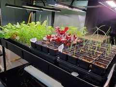 Migro Array 4 250W Grow Light – Lightly Used