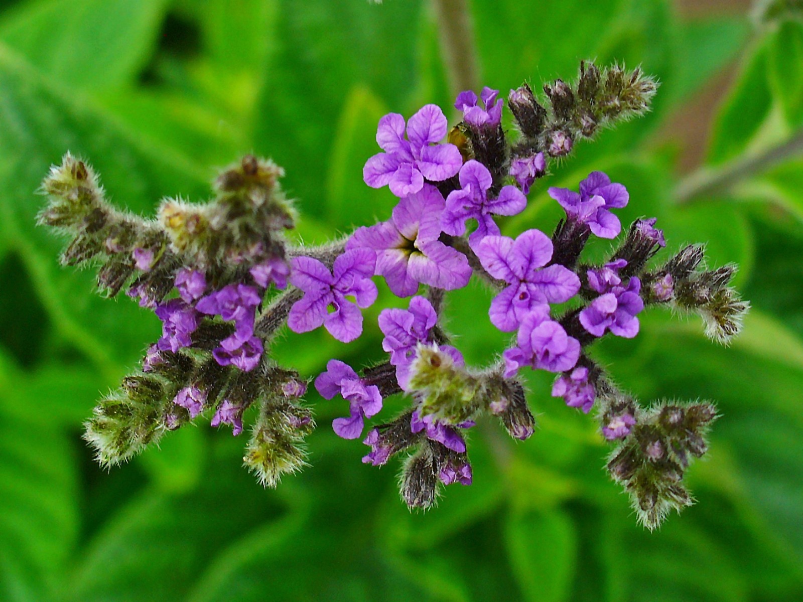 150 Heliotrope Seeds - Heliotropium arborescens - Medicinal and Aromatic gallery
