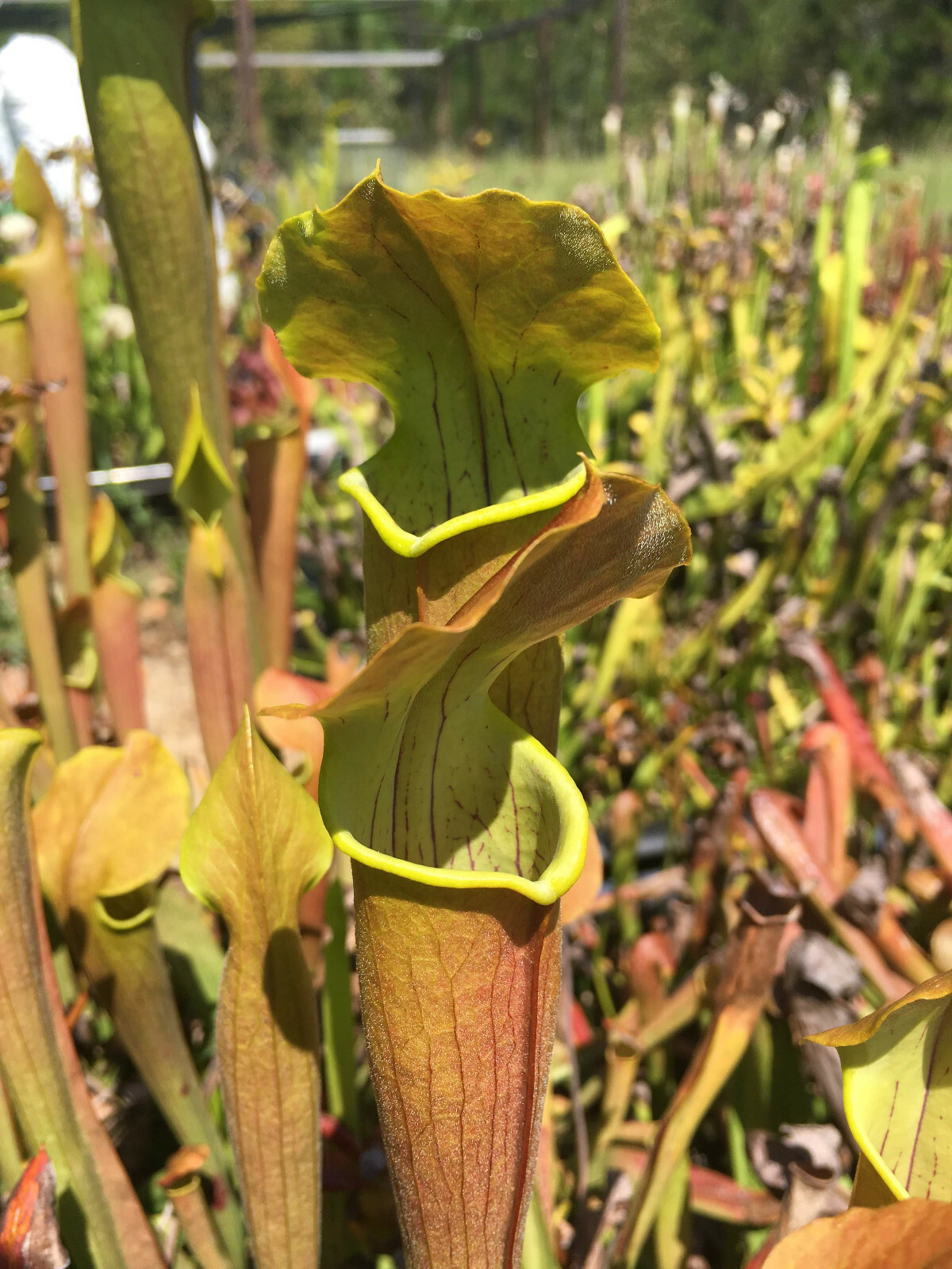 CARNIVOROUS PITCHER PLANT:Sarracenia rubra ssp. wherryi SMALL gallery